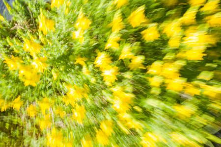 Movement of green and yellow floral abstract, Extremadura, Spainの写真素材