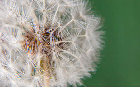 Dandelion ball over green background. Closeup of seeds joined by the stemの写真素材