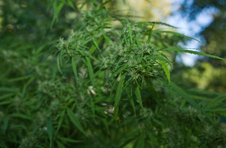 Shot of the green Cannabis in a field green backgroundの写真素材