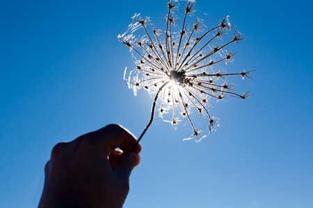 Wild little dry plant in his hand against the sun and blue sky on dehesa landscape, Extremadura, Spainの写真素材