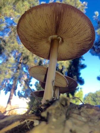Low angle of big mushrooms between dry leaves