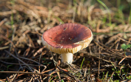 a charcoal burner mushroom on a pine forest, Extremadura, Spain