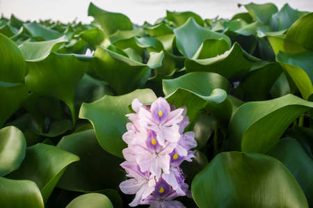 Eichhornia crassipes, commonly known as water hyacinth. Highly problematic invasive species at...