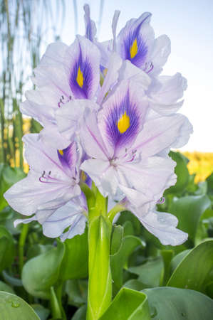 Eichhornia crassipes, commonly known as water hyacinth. Highly problematic invasive species at...