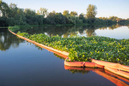 Floating barrier for control of invasive plant water hyacinth. Highly problematic invasive species at Guadiana River, Badajoz, Spainの写真素材