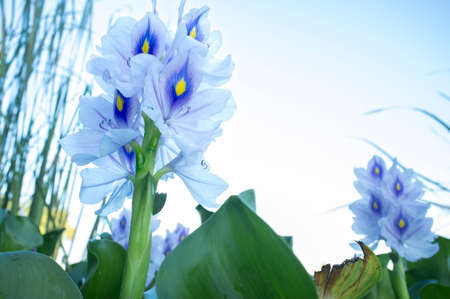 Eichhornia crassipes, commonly known as water hyacinth. Highly problematic invasive species at Guadiana River, Badajoz, Spainの写真素材