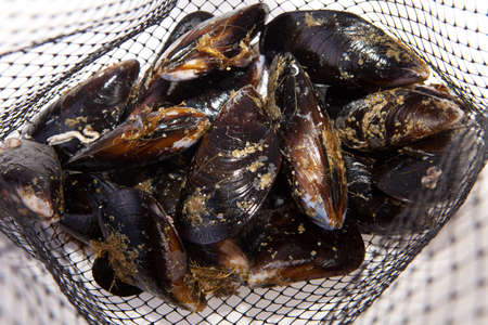 Fresh raw mussels on their net. Isolated on a white background