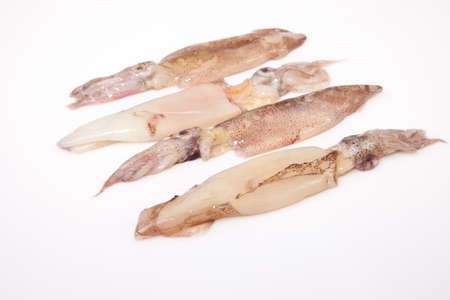 Small freshly squids. Group on row isolated over white background