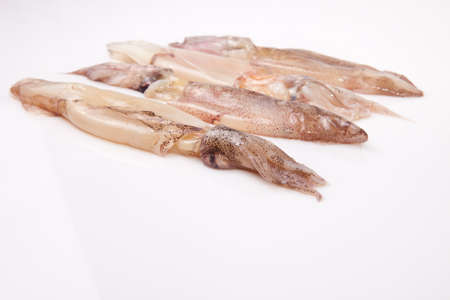 Small freshly squids. Group on row isolated over white backgroundの写真素材