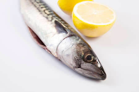 Fresh raw mackerel fish or Scomber scrombrus. Isolated over white background