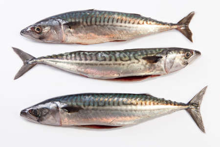 Fresh raw mackerel fish or Scomber scrombrus. Isolated over white background