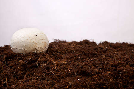 White mushroom growing over black soil. Isolated over white backgroundの写真素材