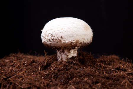 White mushroom growing over black soil. Isolated over black backgroundの写真素材