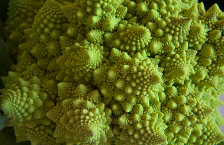 Some fresh romanesque variety cauliflower budsの写真素材