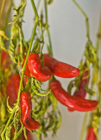 Red hot peppers hanging on the wall, Extremadura, Spain