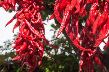 String of cherries drying under sun outdoors village house. Guindas are elongated peppers variety sewn as a bunch and air them out to dry. Acena de la Borrega, Extremadura, Spainの写真素材
