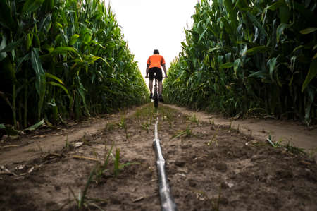 Mature biker man riding through corn field. Guadiana River farmlands, Extremadura, Spainの写真素材