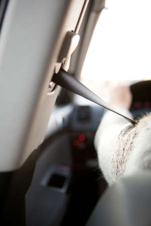 Driver sitting in the car with safety-belt on