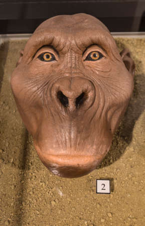 Montilla, Spain - March 2nd, 2019: Life-sized australopithecus bust at Montilla Local History Museum, Cordoba, Spainのeditorial素材
