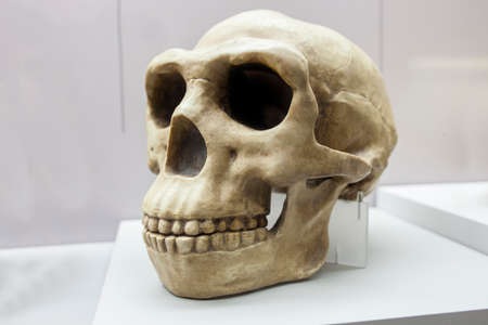 Barcelona, Spain - Dec 27th 2019: Skull of Homo erectus, replica. Catalan Museum of Archaeology, Barcelona, Spainのeditorial素材