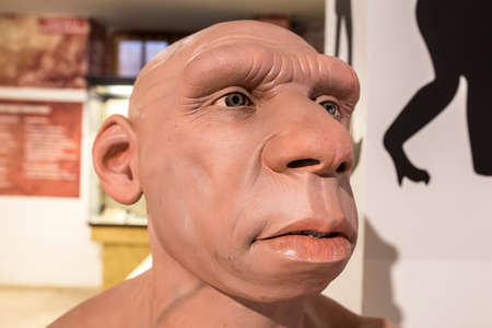 Montilla, Spain - March 2nd, 2019: Life-sized Neanderthal bust at Montilla Local History Museum,...