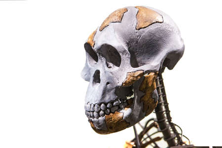Madrid, Spain - February 24, 2017: Lucy skeleton, a female of the hominin species Australopithecus afarensis at National Archeological Museum of Madridのeditorial素材