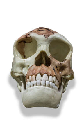 Montilla, Spain - March 2nd, 2019: Homo antecessor skull reproduction. Montilla Historical Museum, Cordoba, Spainのeditorial素材