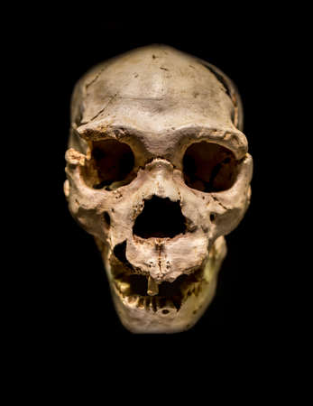 Miguelon, nickname for the most complete skull of an Homo heidelbergensis ever found. Founded at...