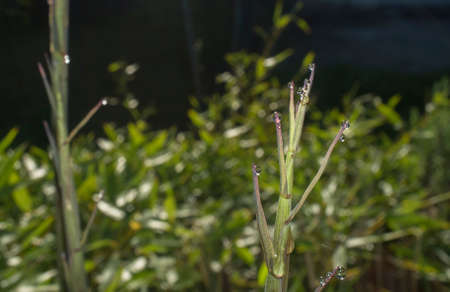 Beautiful ground green bamboo sprouts on a spring sunrise. Blade full of drops of dewの写真素材