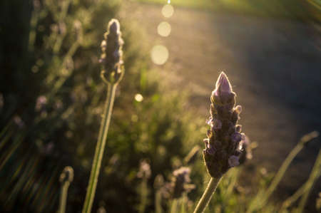 Backlighting of lavender plant at sunset on springtime. Aromatic herbaceous abundant at extremeduran...