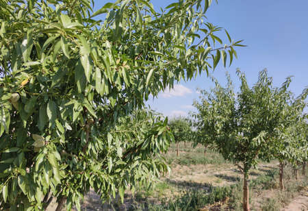 Young almond tree plantation on summer. Vegas Altas del Guadiana, Badajoz, Spain