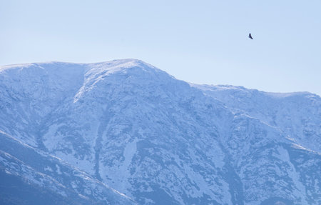 One vulture flying over the snowy peaks of the Sierra de Gredos. The Throat, Ambroz Valley, Extremadura, Caceres, Spainの写真素材