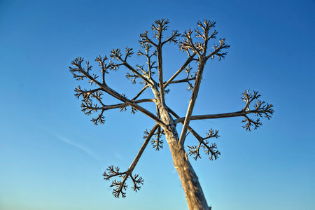 Dry agave stem over blue sky. Cama de Vaca cliffs, Faro District, Lagos, Portugalの写真素材