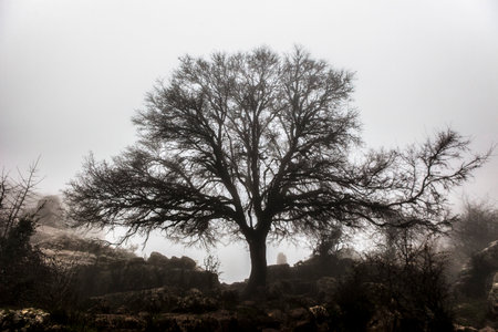Maple tree in the fog between Torcal De Antequera rock formations, Malaga, Spain