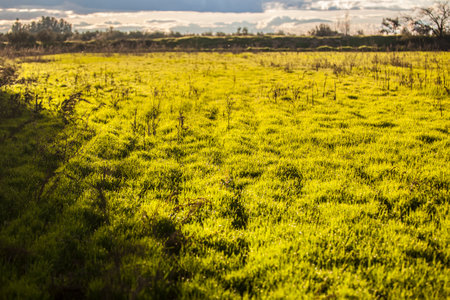 Rice field on fallow at sunset. Irregular unsown grassy groundの写真素材