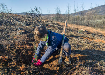 Child boy planting a holm oak rootball. Restocking of former forests destroyed by a wildfireの写真素材