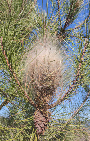 Pine tree with processionary tent. Frass collects at the bottom of the tentの写真素材