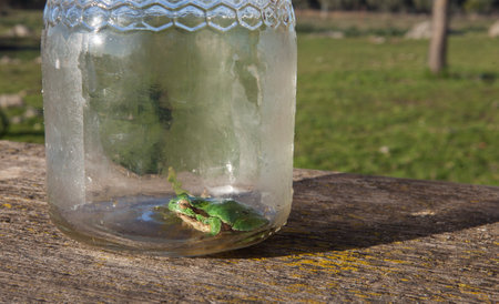 Little frog trapped in a glass jar. Children's pranks in nature concept