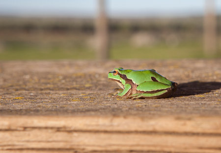 Little European tree frog on wooden surface. selective focusの写真素材