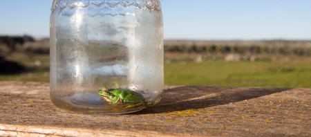 Little frog trapped in a glass jar. Children's pranks in nature conceptの写真素材