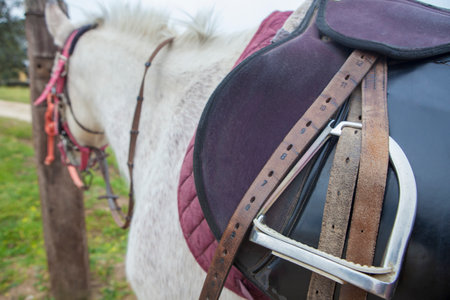 Horse with saddle on. Stirrup and straps in close-upの写真素材