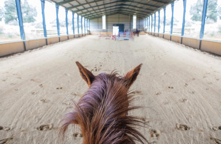 Horse training at indoor obstacles course. Scene viewed from horsebackの写真素材