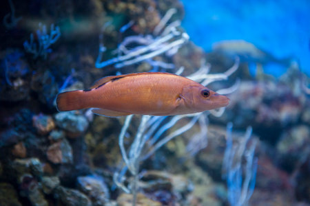 Cuckoo wrasse female or labrus mixtus swimming aloneの写真素材