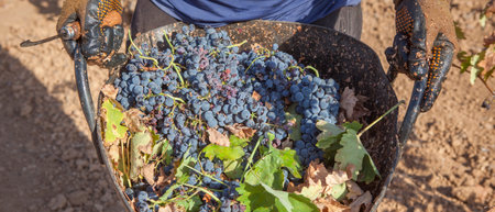 Grape picker holds bucket full of red bunches. Grape harvest season sceneの写真素材