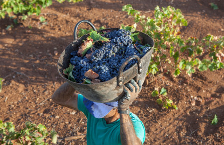 Grape harvester carries the bucket on his head. overhead shotの写真素材