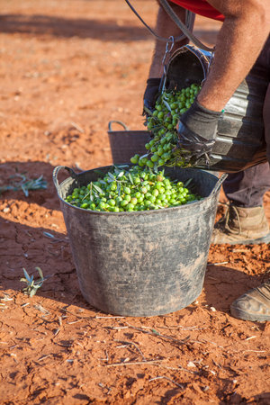 Laborer emptying his fruit-gathering basket of olives into the bucket. Table olives season harvest sceneの写真素材