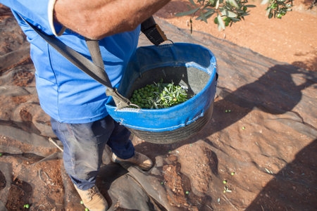 Laborer collecting olives carefully from the branch to the basket. Table olives season harvest sceneの写真素材