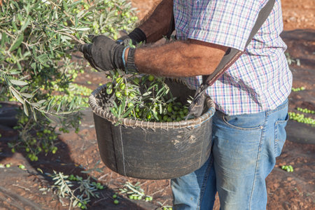 Laborer collecting olives carefully from the branch to the basket. Table olives season harvest sceneの写真素材