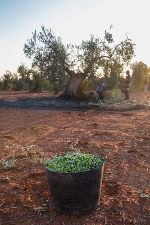 Laborers collecting olives carefully from the branch to the basket. Olives bucket at the forefront.の写真素材