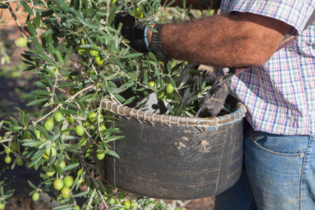 Laborer collecting olives carefully from the branch to the basket. Table olives season harvest sceneの写真素材